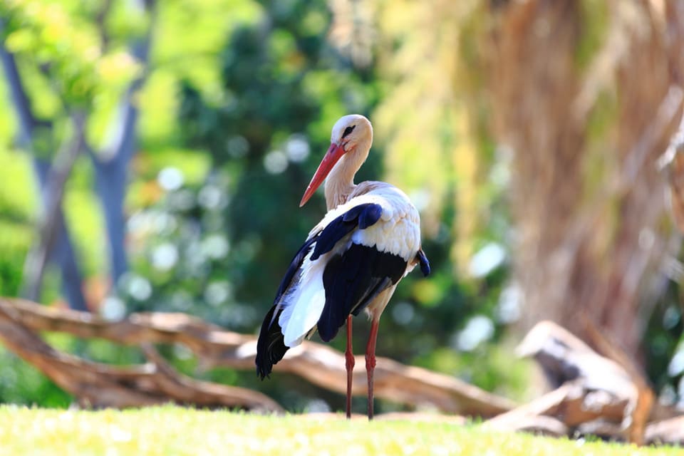 珍しい鳥や絶滅危惧種に出会える「ホノルル動物園」