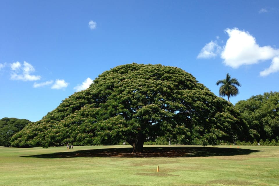 日本人にはおなじみの日立の樹で有名な「モアナルアガーデン」
